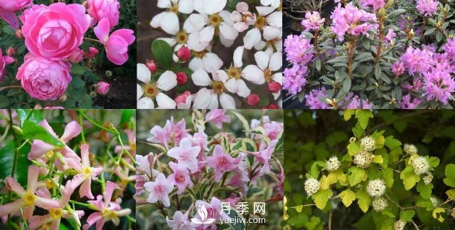 13種耐寒的盆栽花卉，零下20多度可存活，大部分南方也能種(圖1)