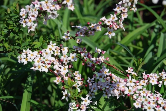 13種耐寒的盆栽花卉，零下20多度可存活，大部分南方也能種(圖31)