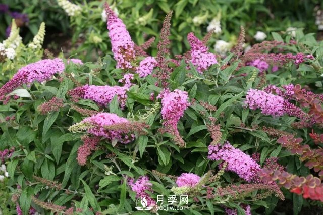 13種耐寒的盆栽花卉，零下20多度可存活，大部分南方也能種(圖20)