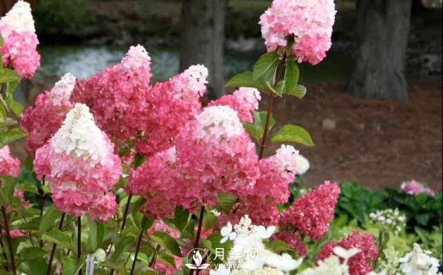 13種耐寒的盆栽花卉，零下20多度可存活，大部分南方也能種(圖15)