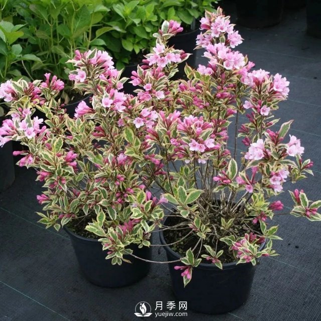 13種耐寒的盆栽花卉，零下20多度可存活，大部分南方也能種(圖11)