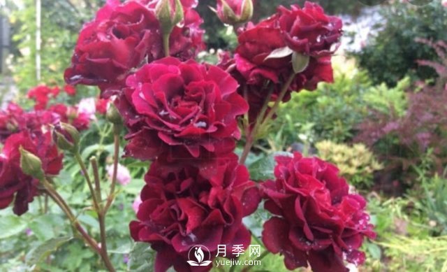 13種耐寒的盆栽花卉，零下20多度可存活，大部分南方也能種(圖35)