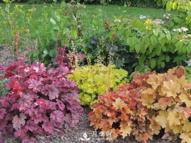 13種耐寒的盆栽花卉，零下20多度可存活，大部分南方也能種(圖23)