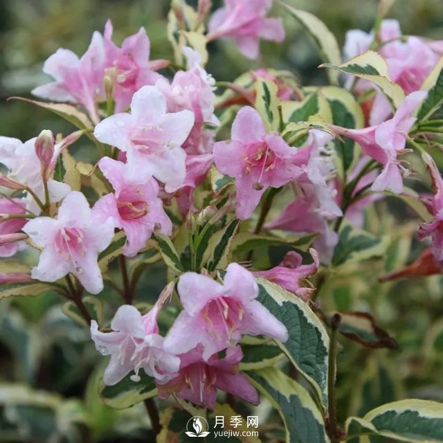 13種耐寒的盆栽花卉，零下20多度可存活，大部分南方也能種(圖12)