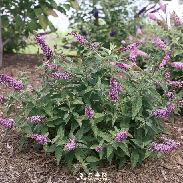 13種耐寒的盆栽花卉，零下20多度可存活，大部分南方也能種(圖21)