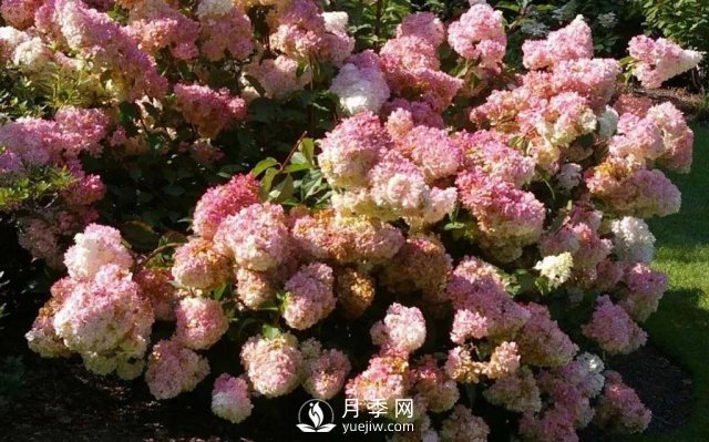 13種耐寒的盆栽花卉，零下20多度可存活，大部分南方也能種(圖14)