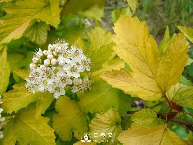 13種耐寒的盆栽花卉，零下20多度可存活，大部分南方也能種(圖27)