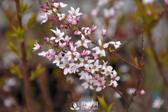 13種耐寒的盆栽花卉，零下20多度可存活，大部分南方也能種(圖32)