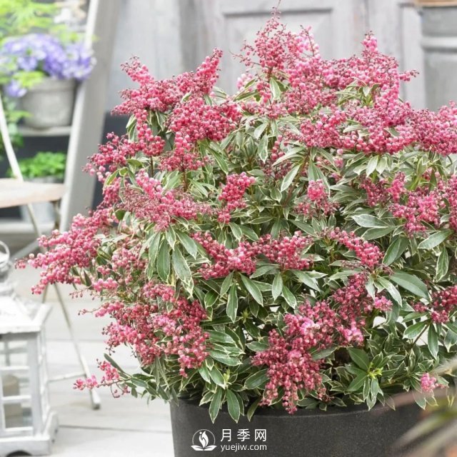 13種耐寒的盆栽花卉，零下20多度可存活，大部分南方也能種(圖19)