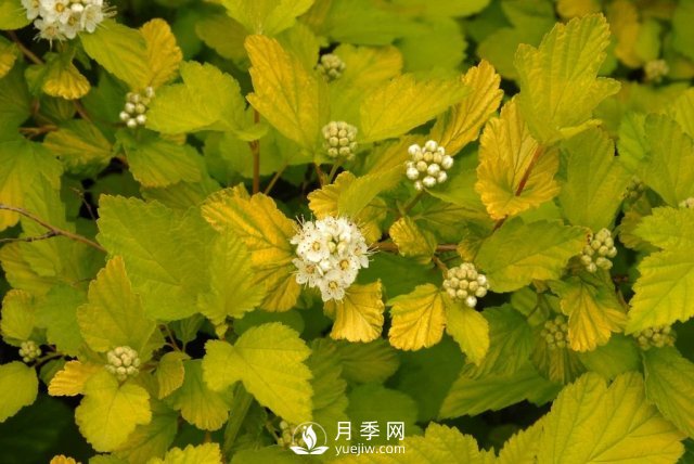 13種耐寒的盆栽花卉，零下20多度可存活，大部分南方也能種(圖28)