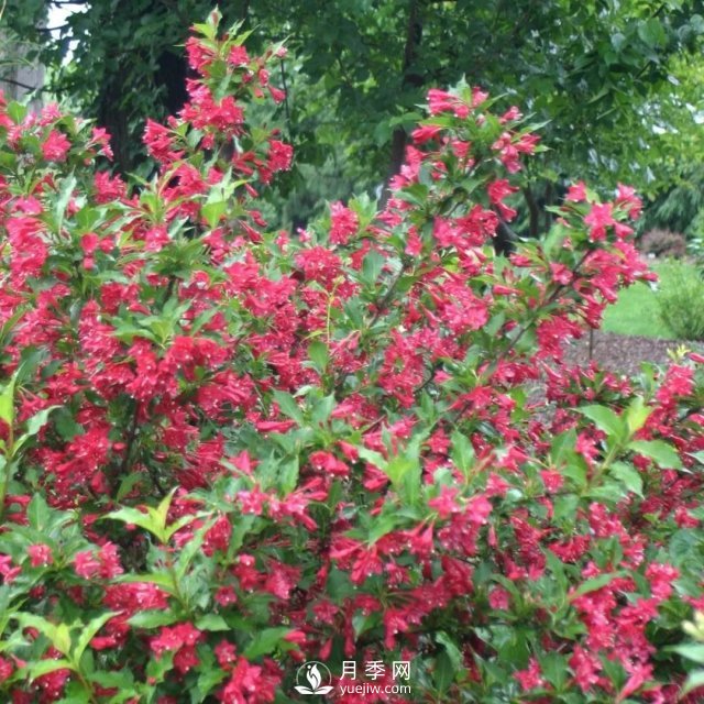 13種耐寒的盆栽花卉，零下20多度可存活，大部分南方也能種(圖13)