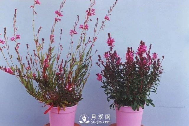 13種耐寒的盆栽花卉，零下20多度可存活，大部分南方也能種(圖4)