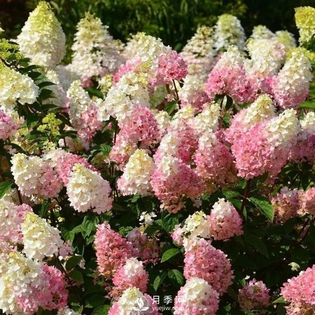 13種耐寒的盆栽花卉，零下20多度可存活，大部分南方也能種(圖16)
