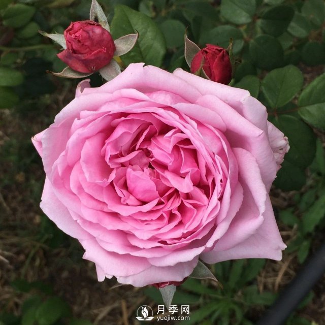 13種耐寒的盆栽花卉，零下20多度可存活，大部分南方也能種(圖33)