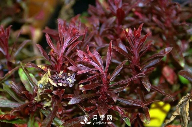 13種耐寒的盆栽花卉，零下20多度可存活，大部分南方也能種(圖2)