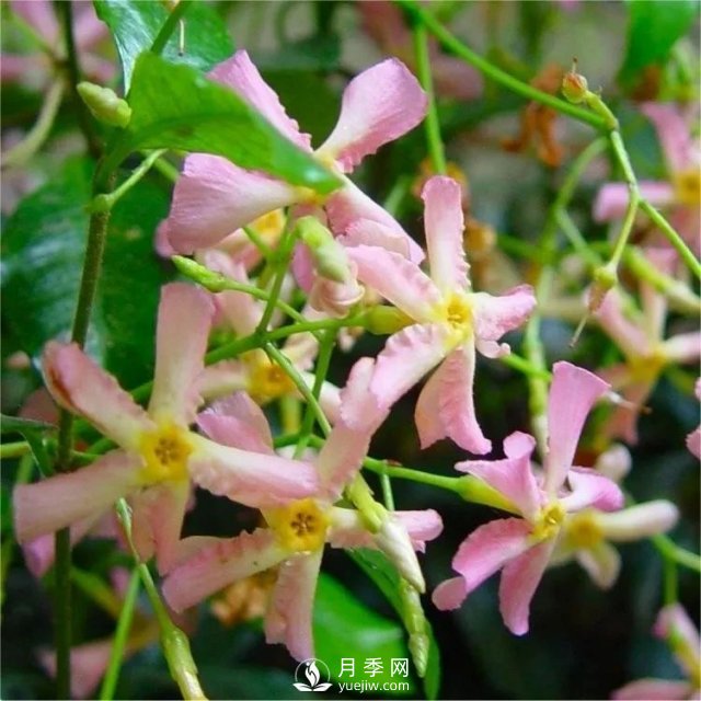 13種耐寒的盆栽花卉，零下20多度可存活，大部分南方也能種(圖10)