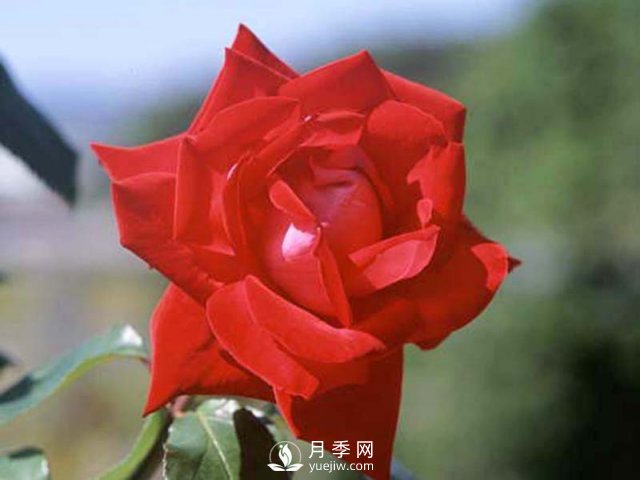 月季的硬枝扦插和管理方法很重要的，直接月季繁育(圖1)