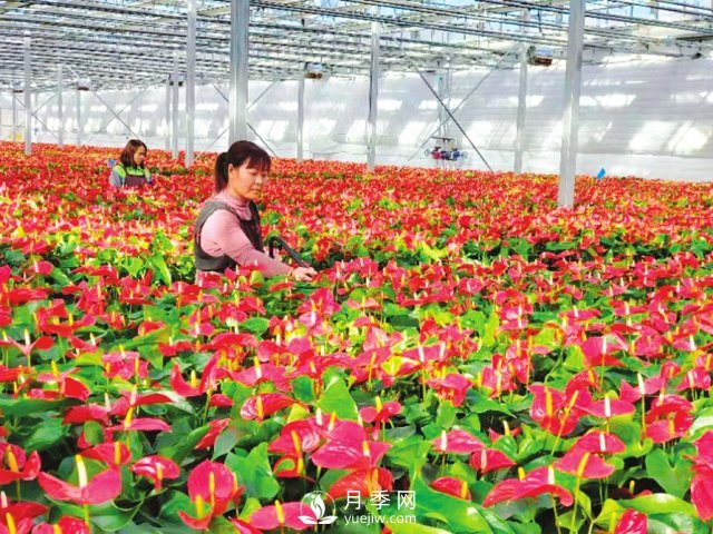 臨汾大寧：花卉經(jīng)濟(jì)助力產(chǎn)業(yè)轉(zhuǎn)型(圖1)