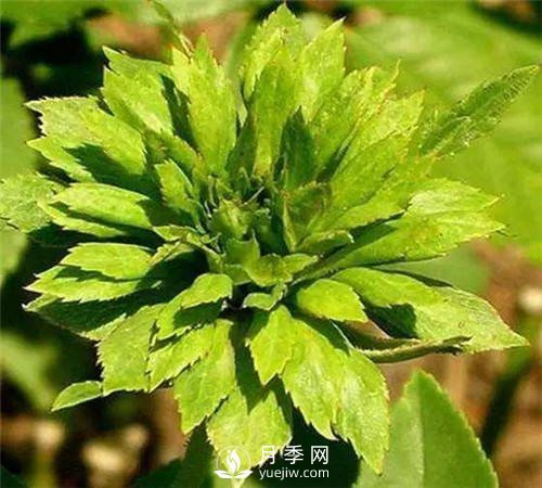 你見過綠色的月季花嗎？介紹下綠萼月季(圖3)