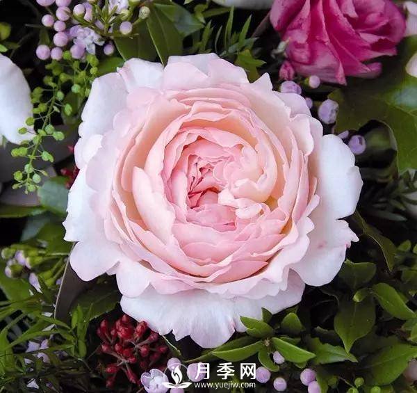 月季的美艷 怎一個(gè)美字來形容呢？(圖1)