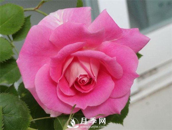 推薦豐花仙境月季，抗旱抗病，開花效果棒(圖1)