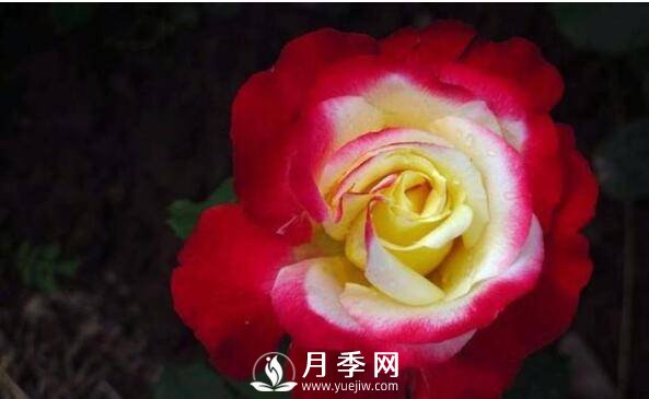 月季品種繁多，不過哪種月季花***香，你知道嗎？(圖2)