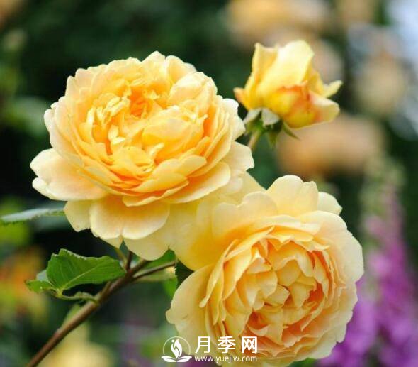 月季品種繁多，不過哪種月季花***香，你知道嗎？(圖1)