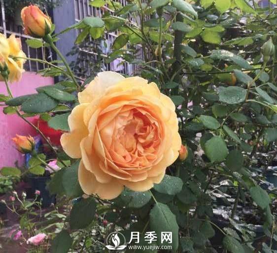 黃金慶典，艾莎，陽(yáng)臺(tái)黨必入月季品種，大美花型和香味(圖3)