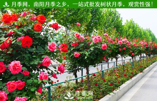 苗木原生冠、全冠、半冠的意義和區(qū)別(圖1)