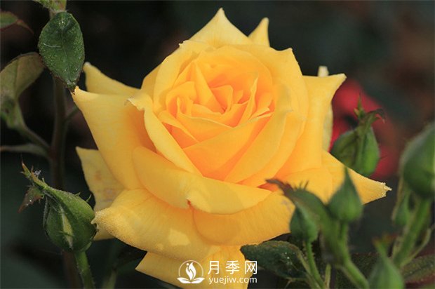 歐月和南陽月季花的區(qū)別是什么？(圖1)