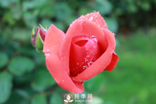 月季入秋后，我們應該怎么去養(yǎng)護？(圖1)