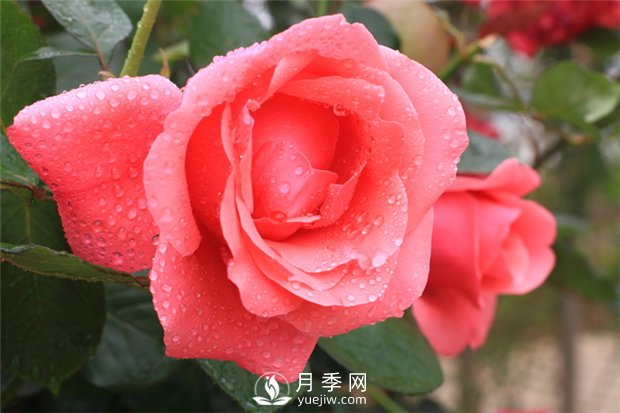 月季花在春季和秋季有什么區(qū)別？(圖1)