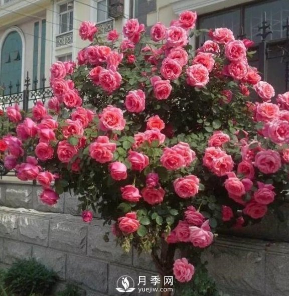 青島路邊月季美化，月季花比拳頭大，原來是樹狀月季(圖1)