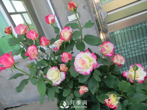 紅雙喜月季，盆栽花卉新寵，香飄滿室，四季有花看(圖2)