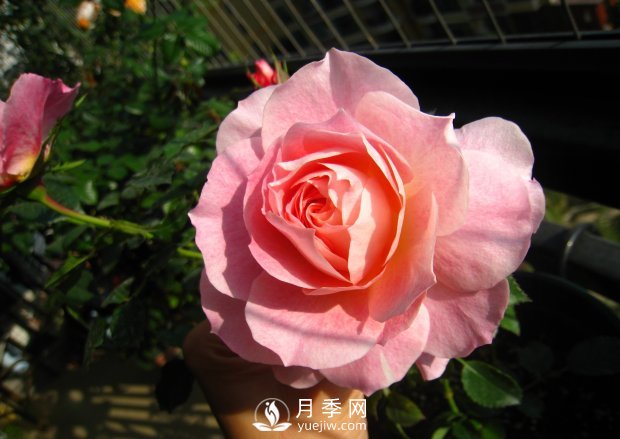 海神王陽臺月季，專為盆栽觀賞而生，四季有花開(圖1)