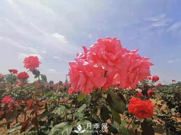 安徽阜陽網(wǎng)紅打卡地誕生：阜南恒居月季花海等您來！(圖4)