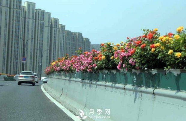 連日陰雨，杭州高架花廊的月季能如期盛開嗎？4月中旬盛開(圖4)