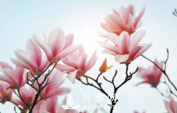 紫玉蘭名為辛夷，其實(shí)是份“心意”！了解玉蘭文化(圖2)