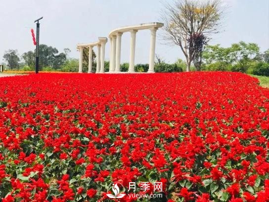 四川南充月季花海迎來(lái)1000㎡粉色沙灘，4月3日浪漫迎客(圖7)
