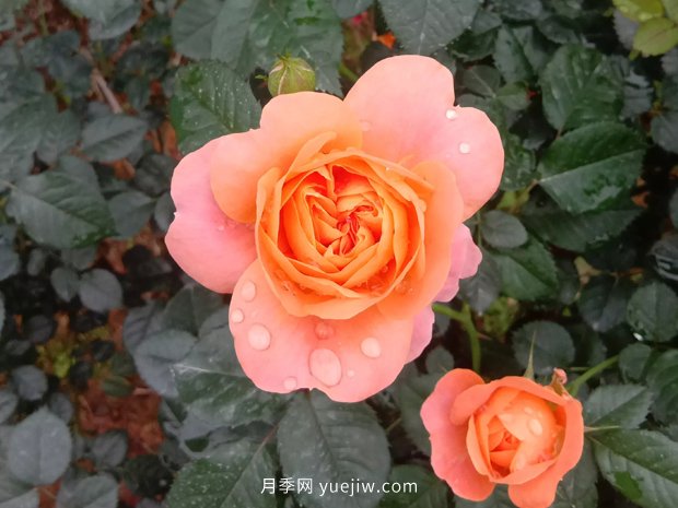 十款花期***長的微型月季品種，適合陽臺種植(圖1)