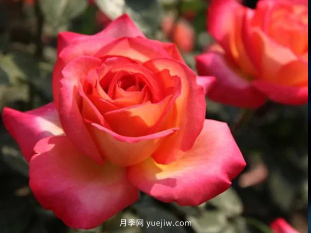 彩云花間人心醉，一起認(rèn)識(shí)彩云月季(圖2)