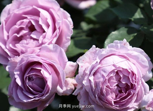月季新品種，暗戀的心月季，陽臺有它四季看花(圖1)
