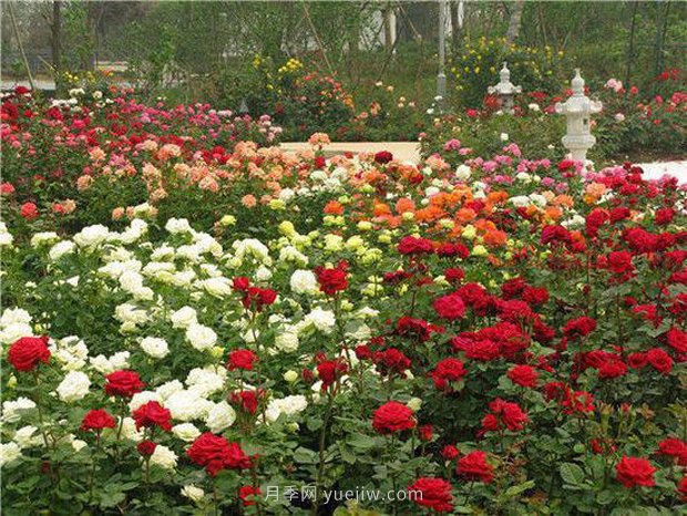 上海顧村公園500多畝月季正處盛花期，5.1期間置身于月季花海(圖1)