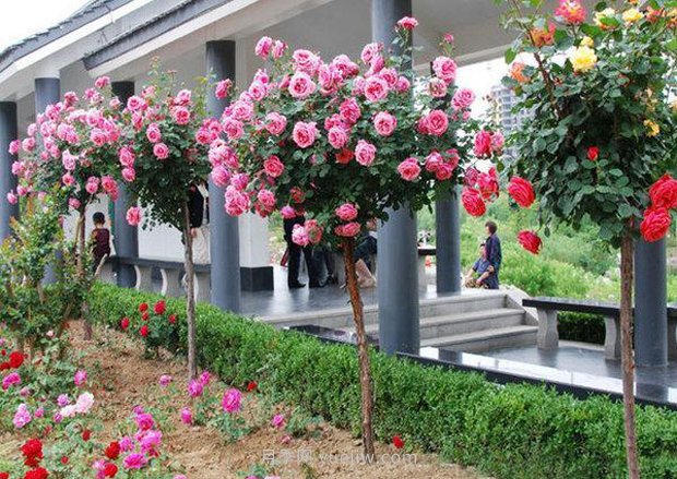 上海顧村公園500多畝月季正處盛花期，5.1期間置身于月季花海(圖3)