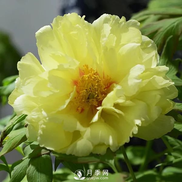 牡丹花中之王，推薦8個(gè)品種**驚艷到你(圖2)
