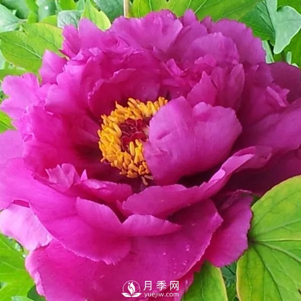 牡丹花中之王，推薦8個(gè)品種**驚艷到你(圖1)