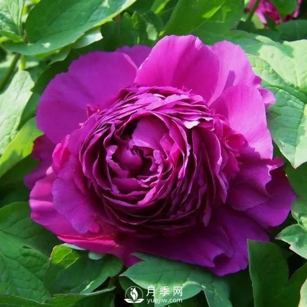 牡丹花中之王，推薦8個(gè)品種**驚艷到你(圖3)