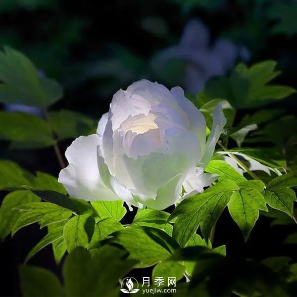 牡丹花中之王，推薦8個(gè)品種**驚艷到你(圖7)