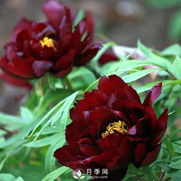 牡丹花中之王，推薦8個(gè)品種**驚艷到你(圖8)