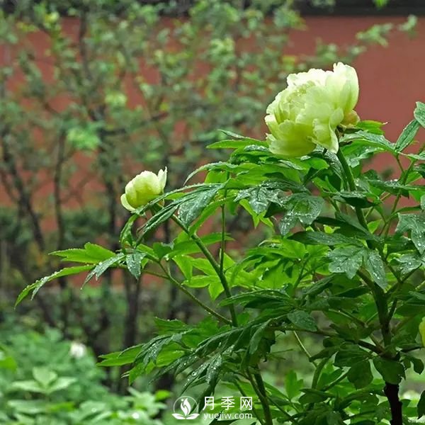 牡丹花中之王，推薦8個(gè)品種**驚艷到你(圖4)